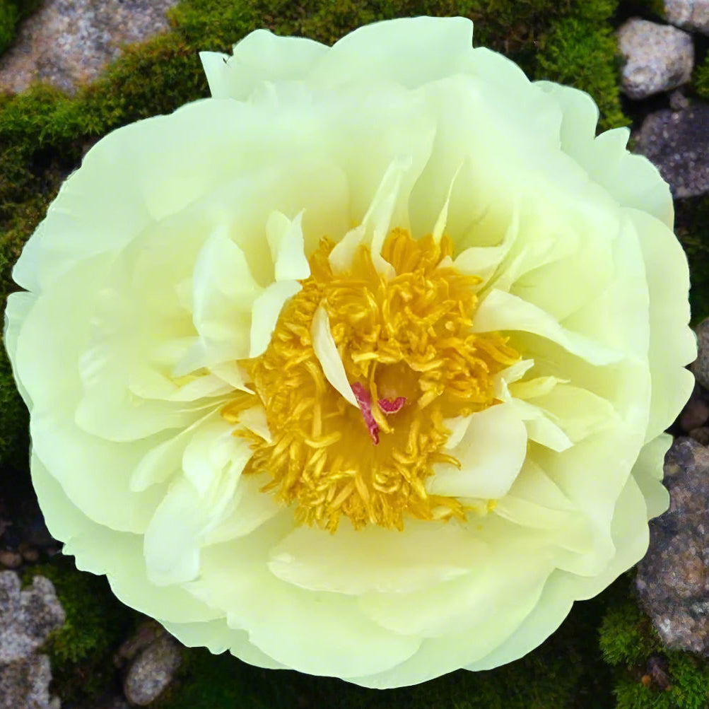 ‘Lemon Chiffon’
