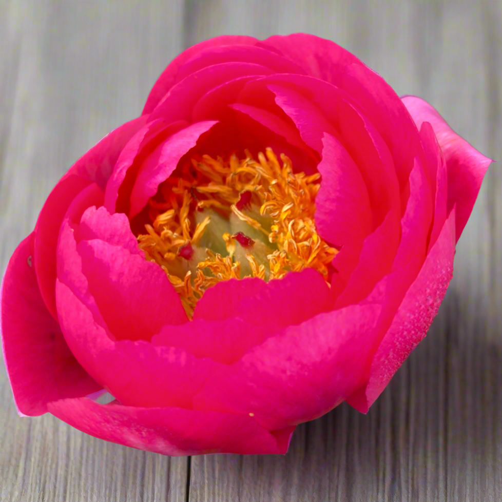 'Cytherea'