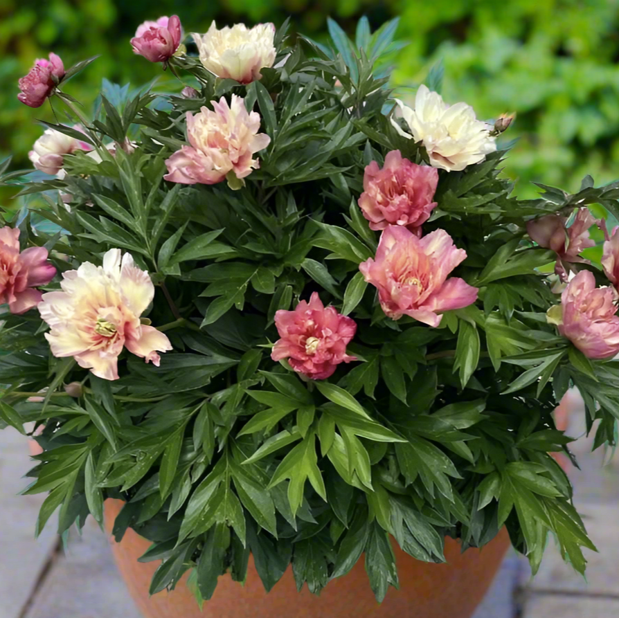 Itoh ‘Julia Rose’