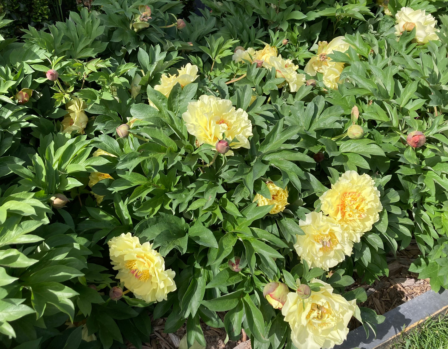 Itoh ‘Garden Treasure’