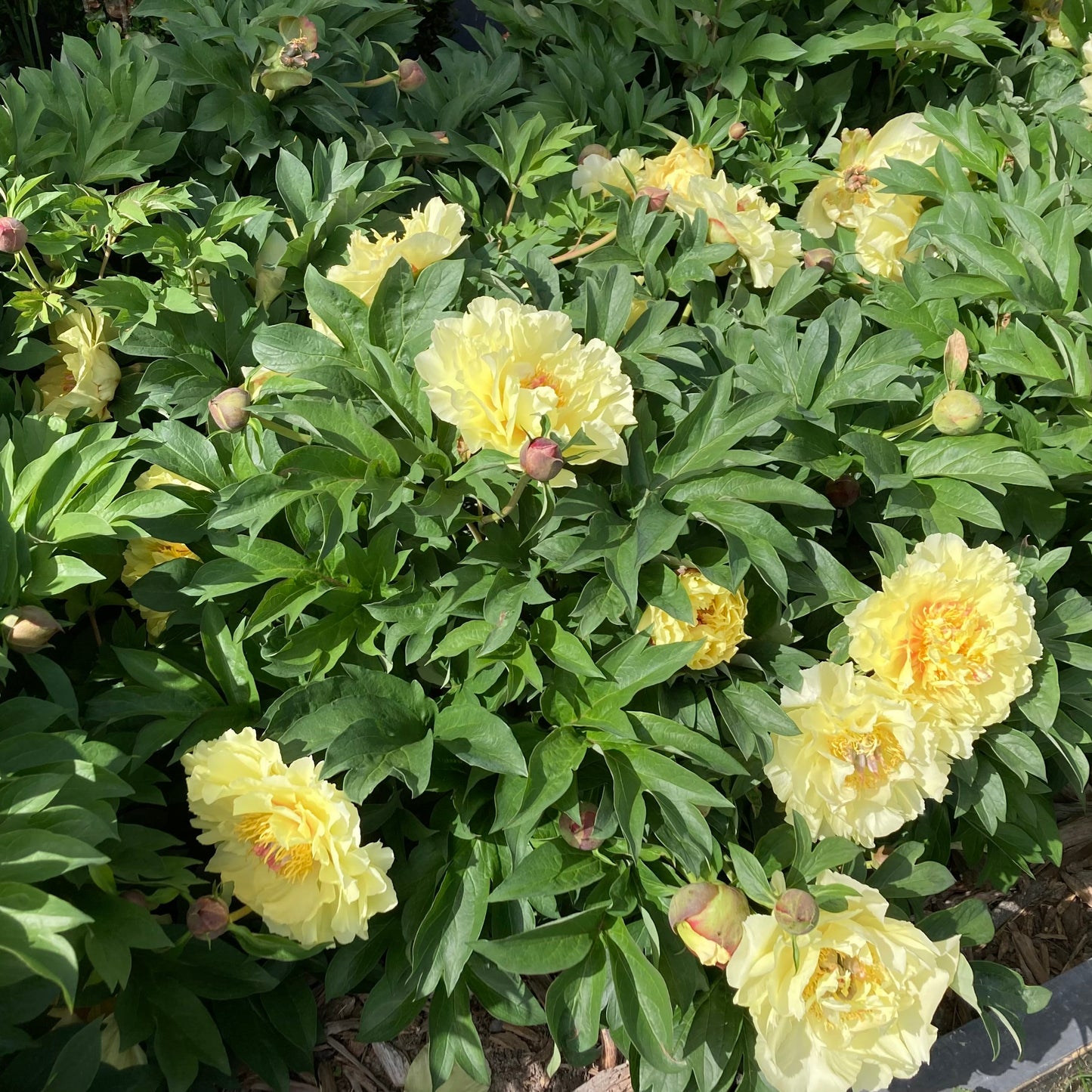 Itoh ‘Garden Treasure’