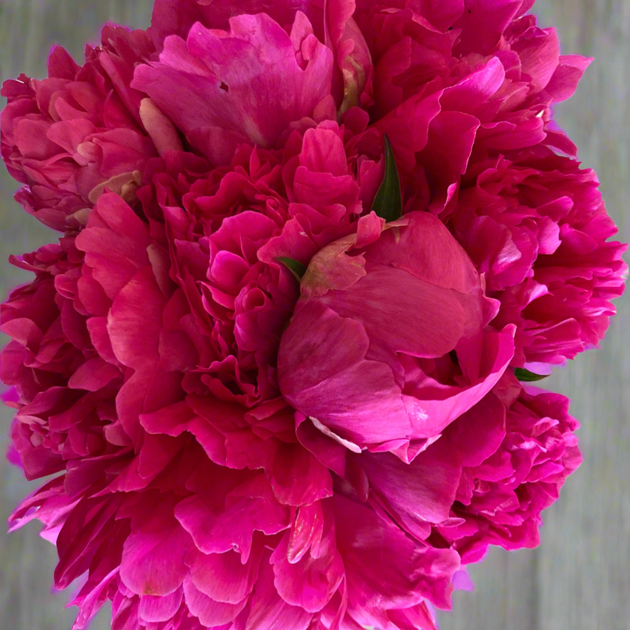 ‘Felix Supreme’