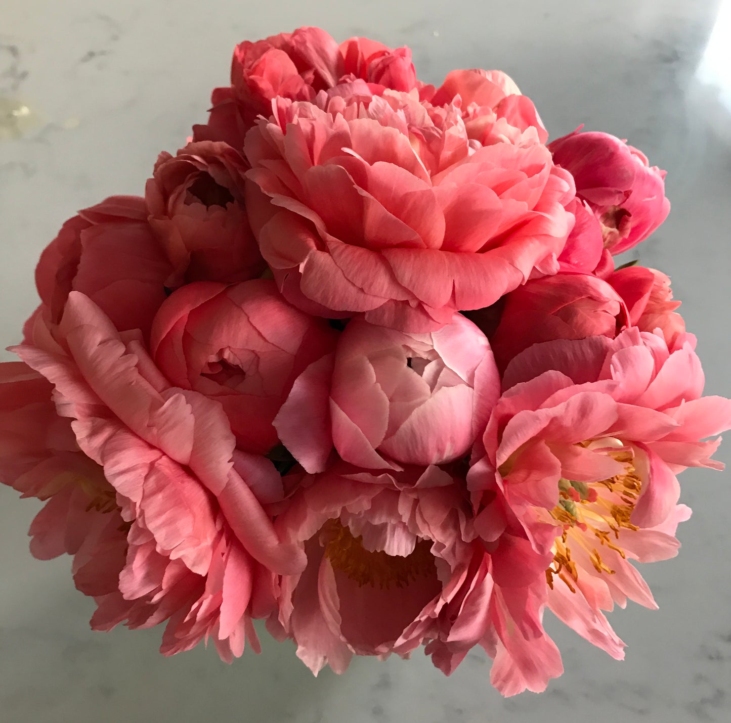 ‘Coral Sunset’