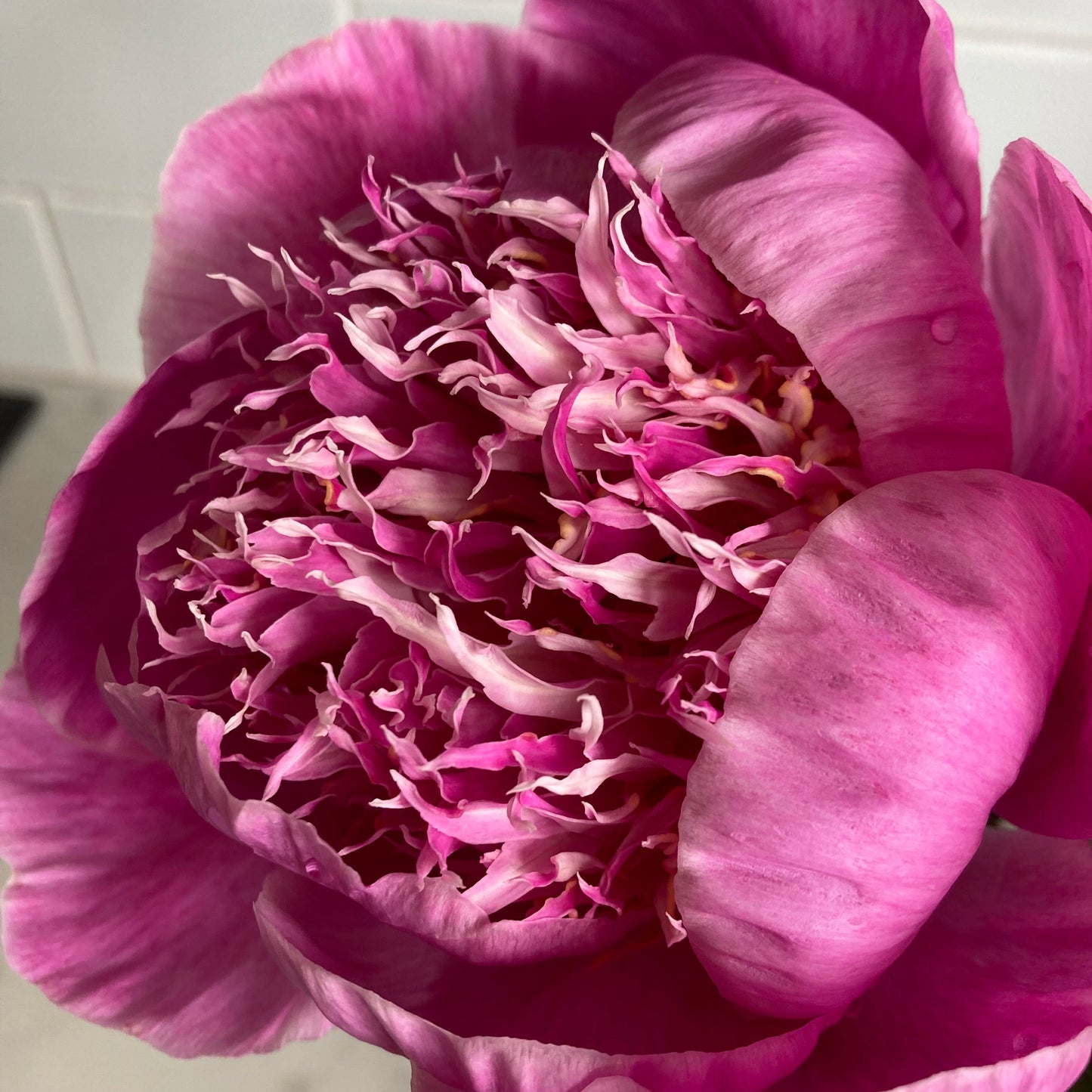 ‘Helen Sears’