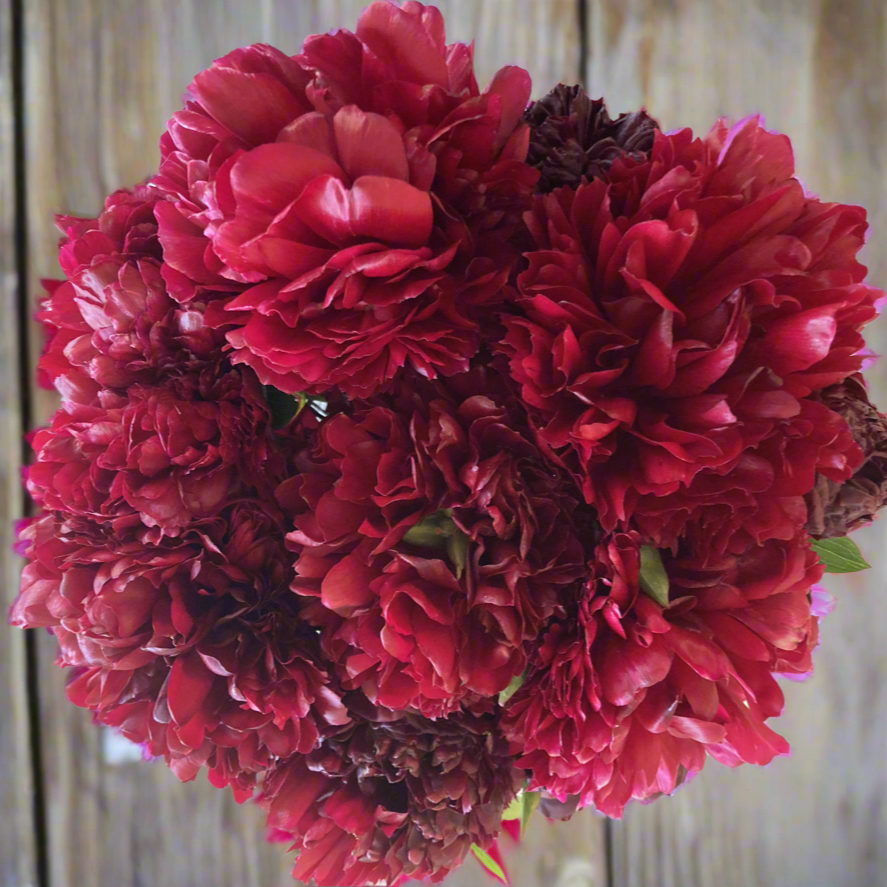 ‘Red Grace’