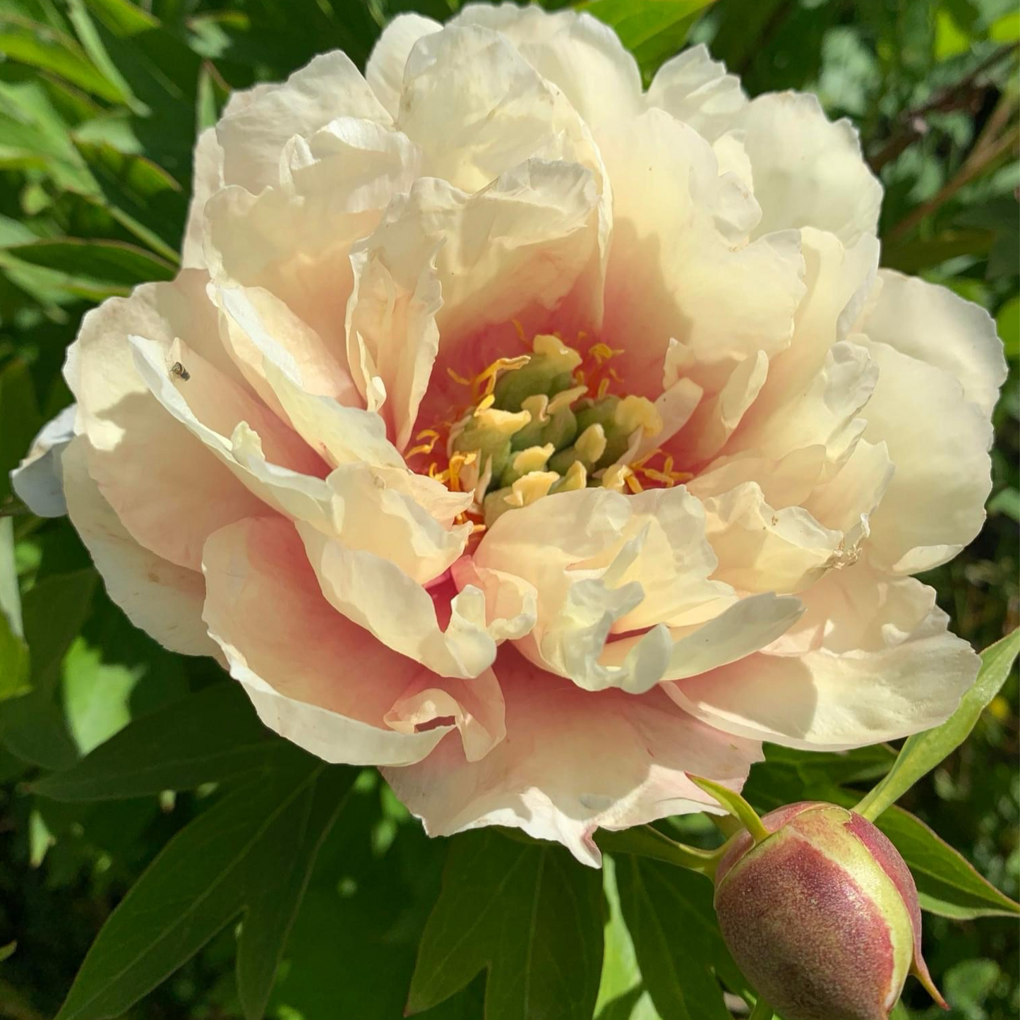 Itoh 'Canary Brilliants'