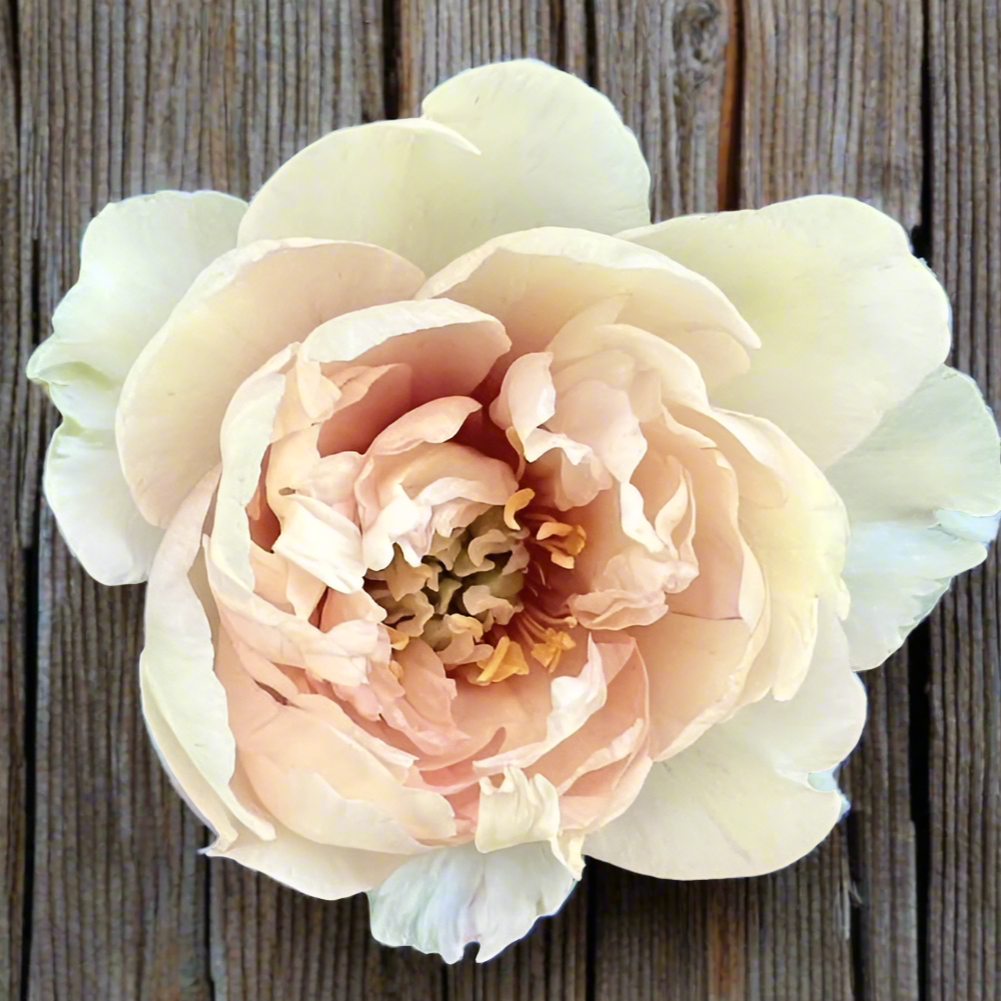Itoh 'Canary Brilliants'