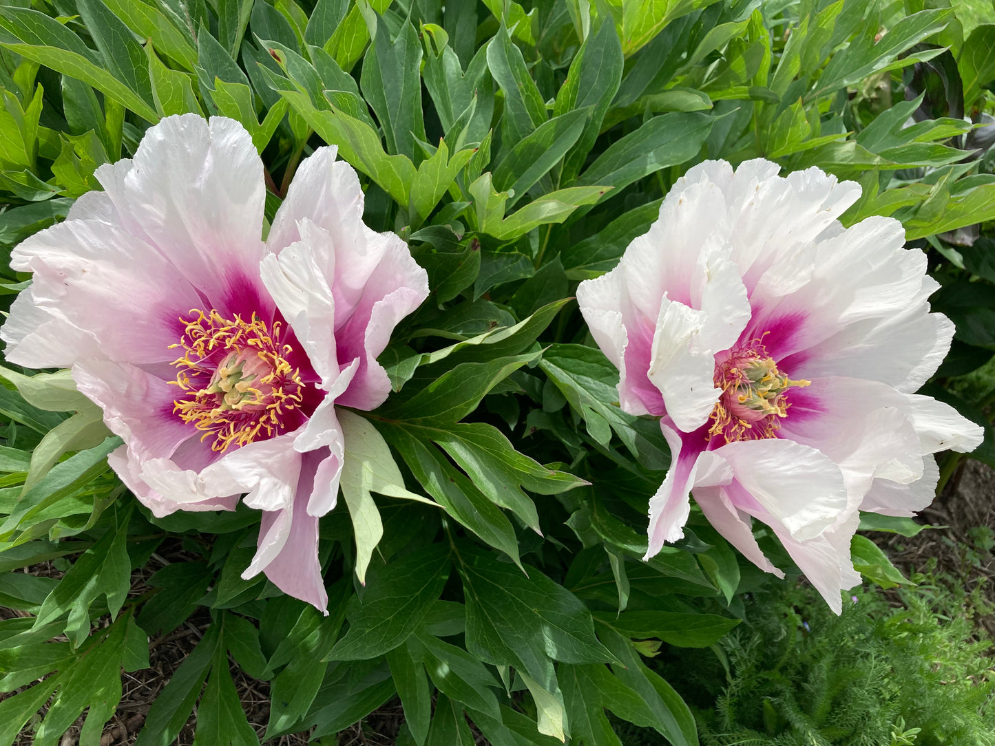 Itoh ‘Cora Louise’