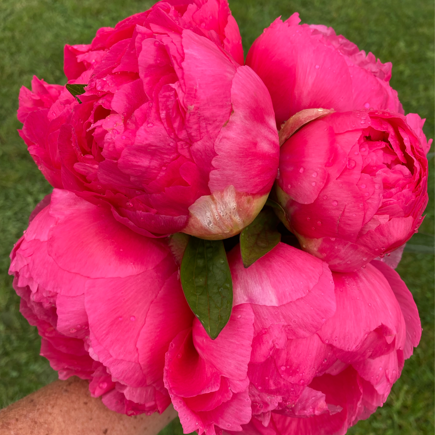 'Cytherea'