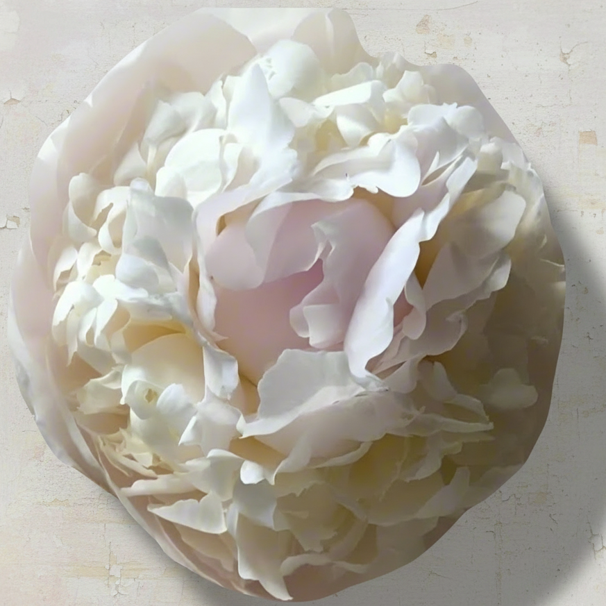 ‘Florence Nicholls’