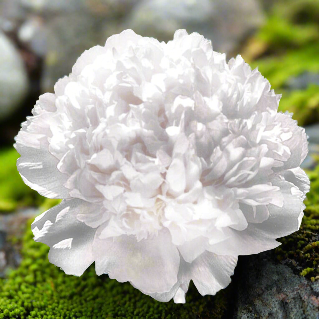 ‘White Charm’