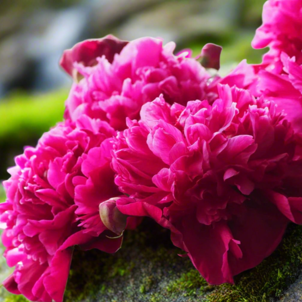 ‘Inspecteur Lavergne’