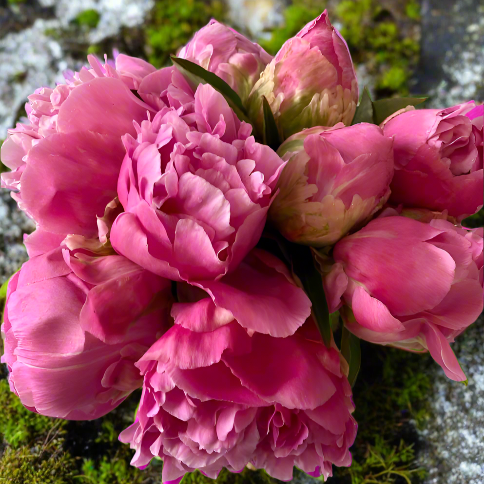 ‘Pink Parfait’