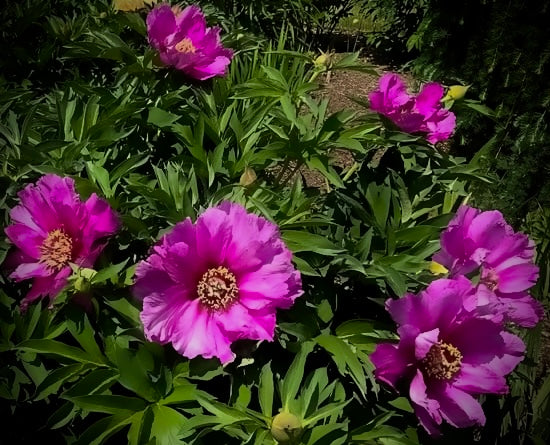 Itoh ‘Morning Lilac’