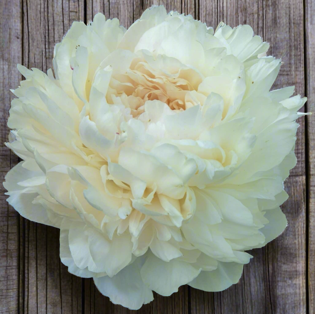 ‘Summer Glow’
