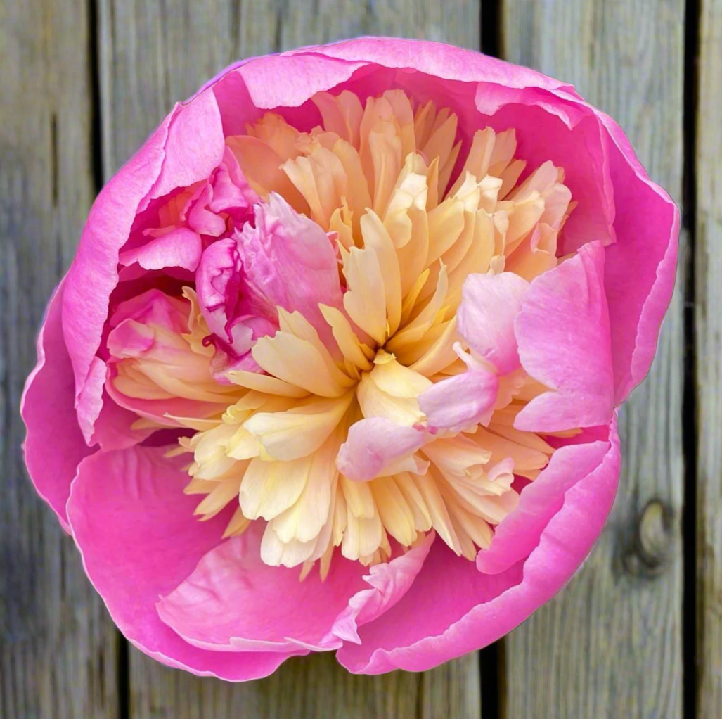 ‘Globe of Light’