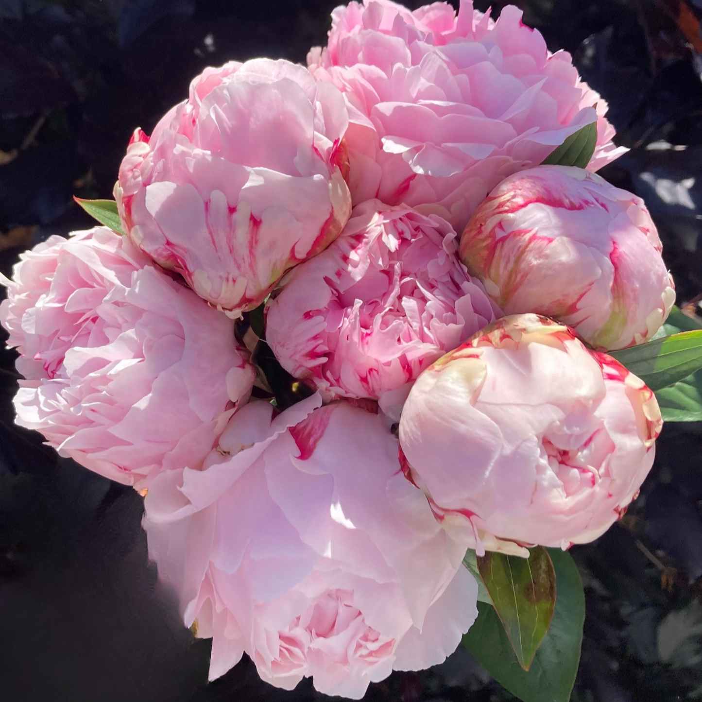 ‘Sarah Bernhardt’