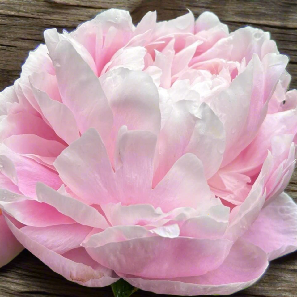 ‘Mrs. Franklin D. Roosevelt’