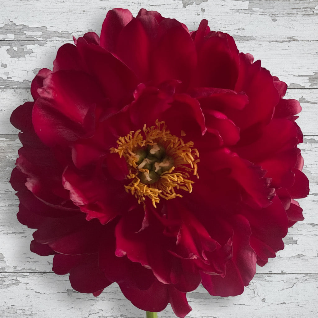 ‘Orlando Roberts’