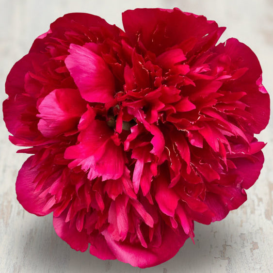 ‘Many Happy Returns’