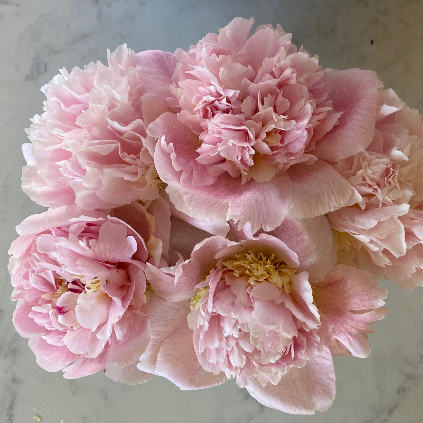 ‘Petticoat Flounce’