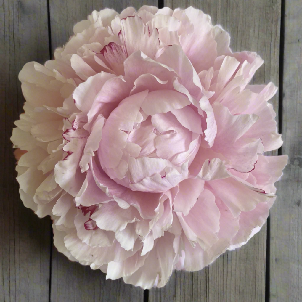 ‘Sarah Bernhardt’