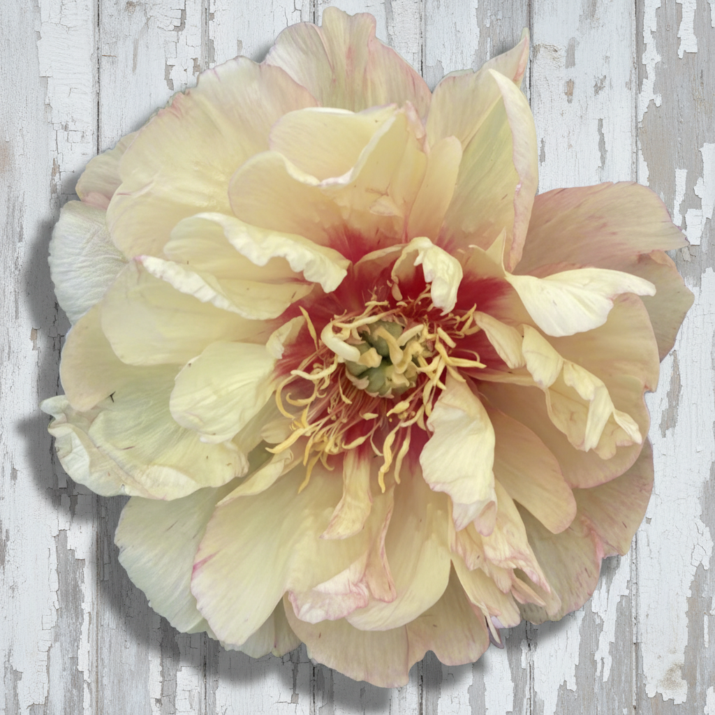 Itoh ‘Callie’s Memory’