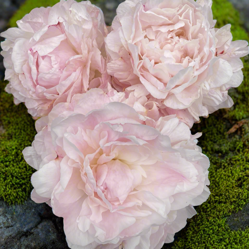 ‘Norma Volz’