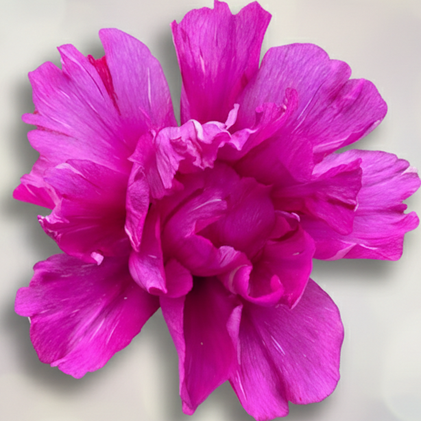 Itoh ‘Morning Lilac’