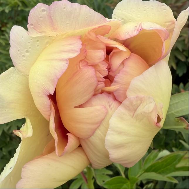 Itoh ‘Callie’s Memory’