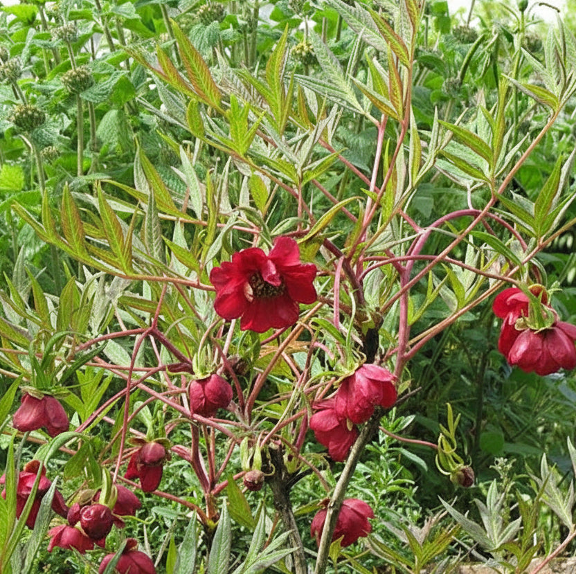 Paeonia delavayi