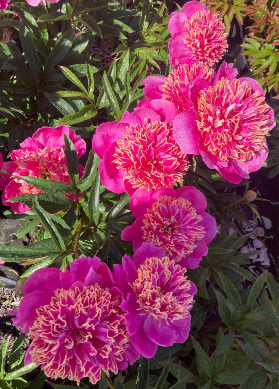 ‘Gilded Splendour’