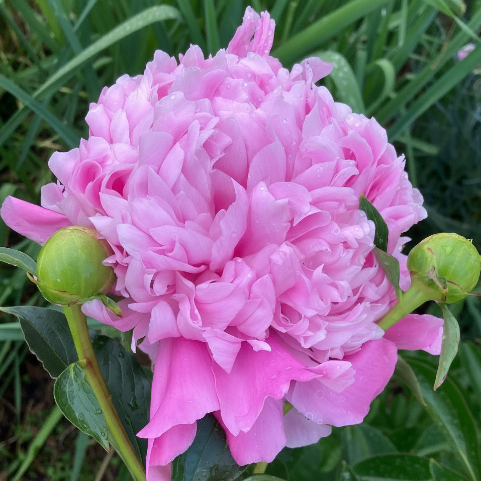 ‘Mon. Jules Elie’