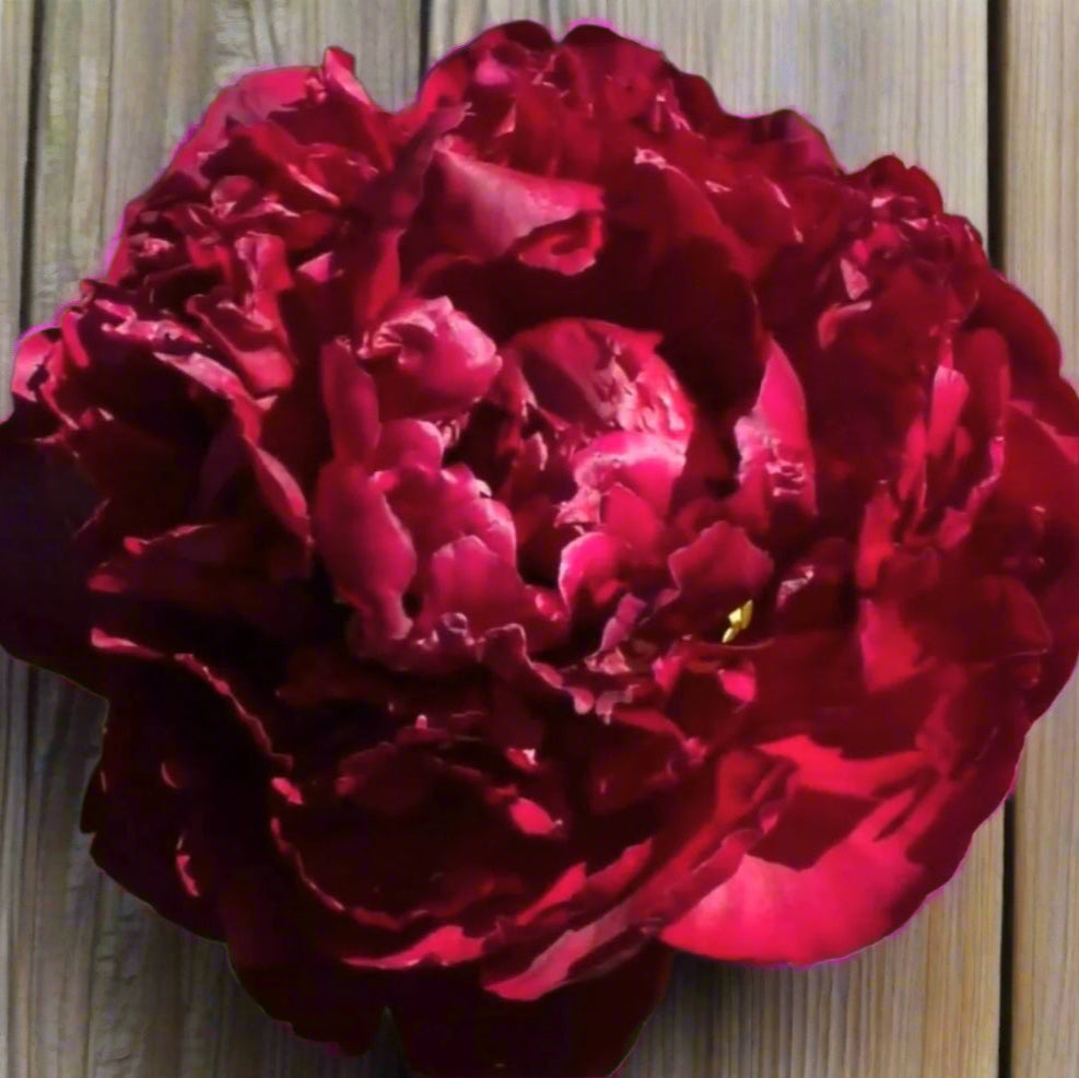 ‘Orlando Roberts’