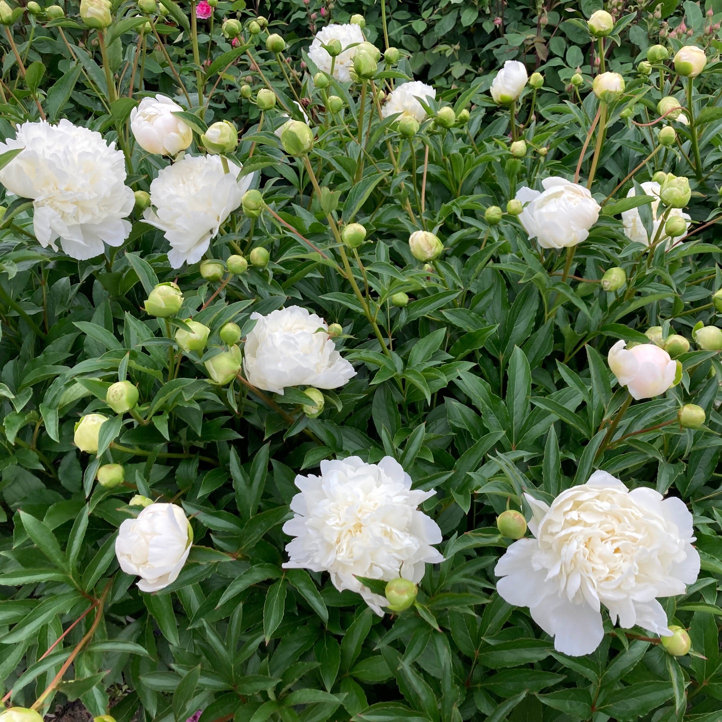 ‘Omeo Snow’