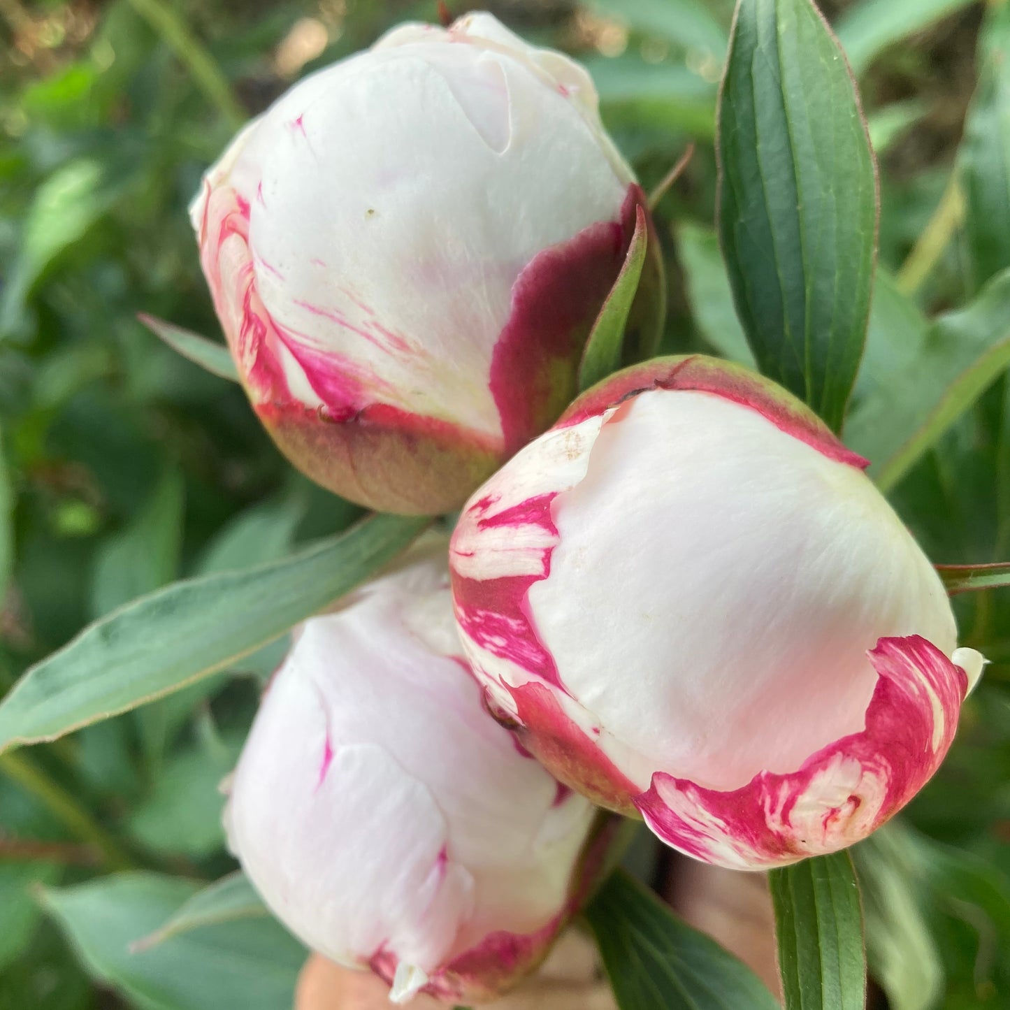 ‘Festiva Maxima’