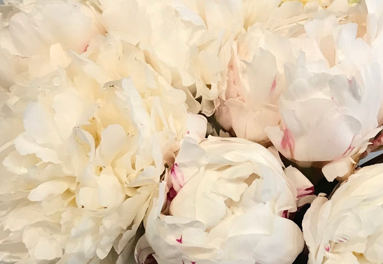 Pristine White Peonies