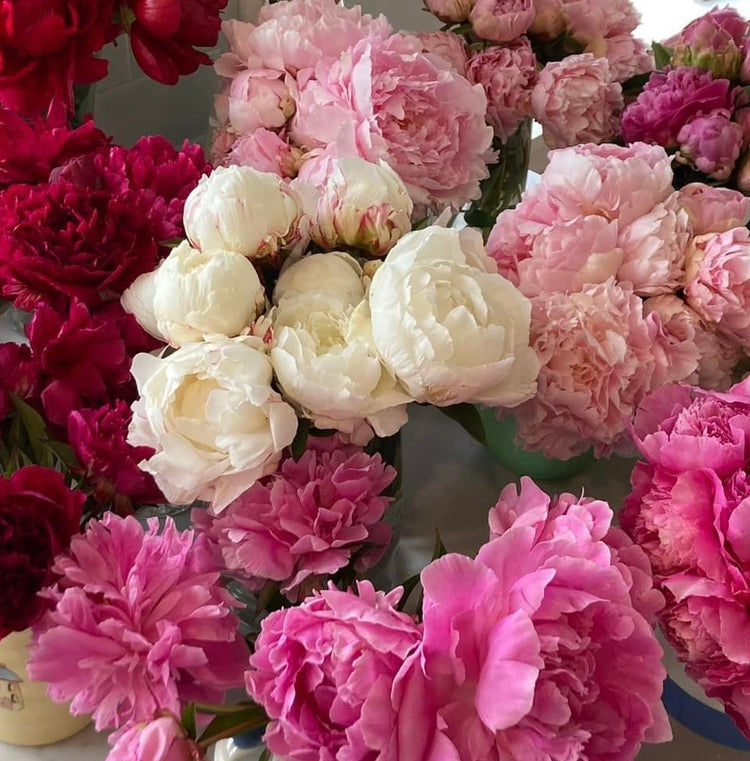 Herbaceous Peonies