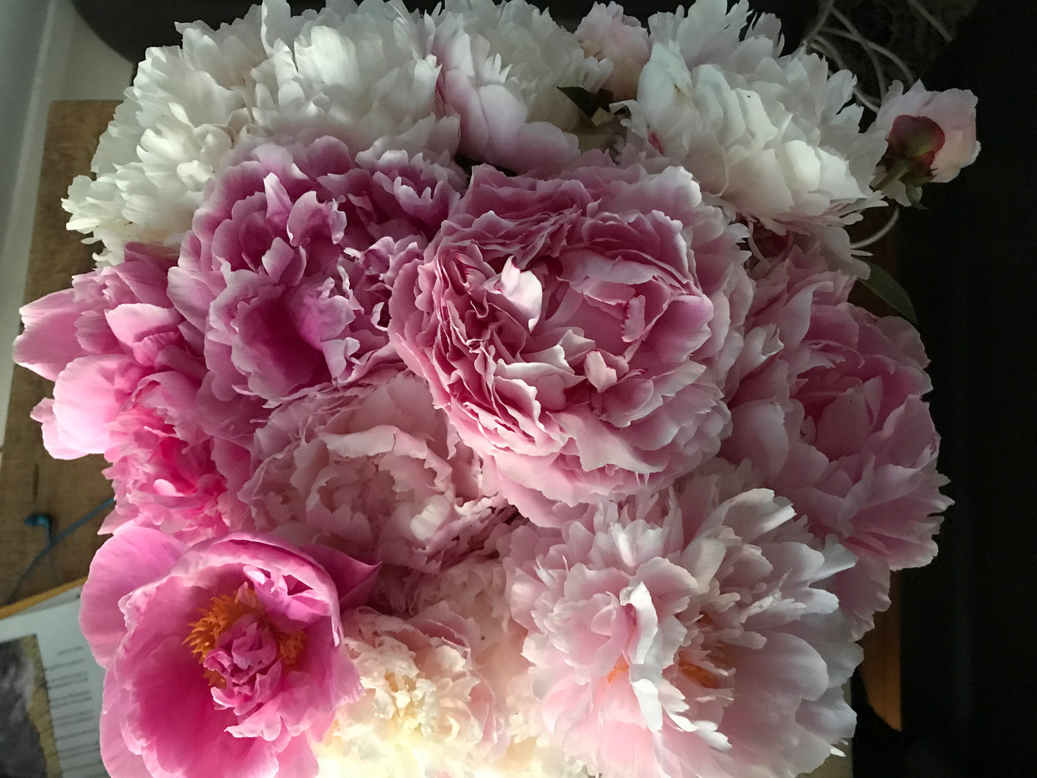 All Peonies