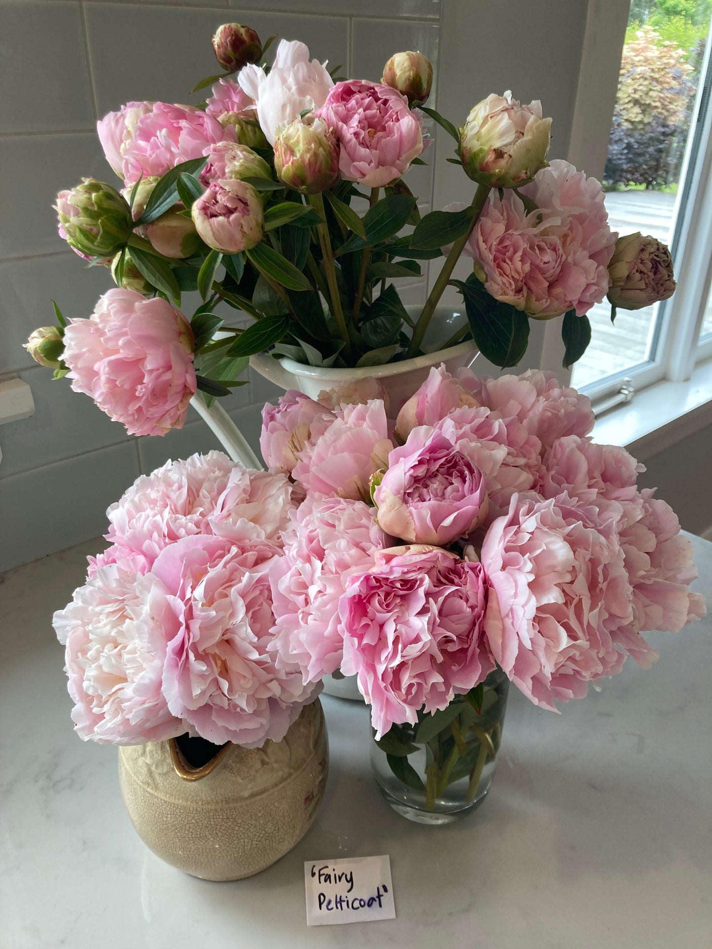 ‘Fairy’s Petticoat’