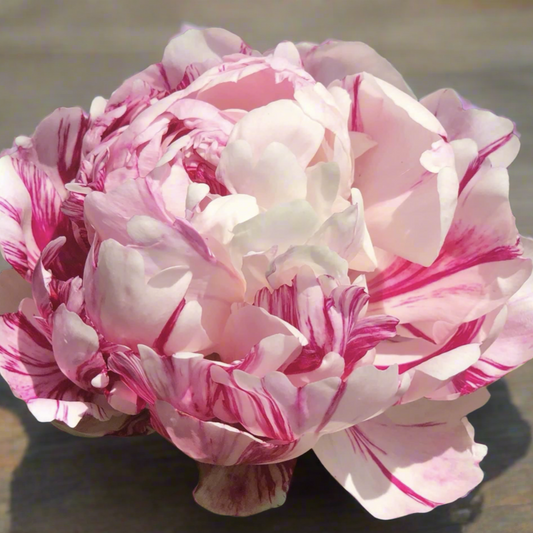 ‘Candy Stripe’