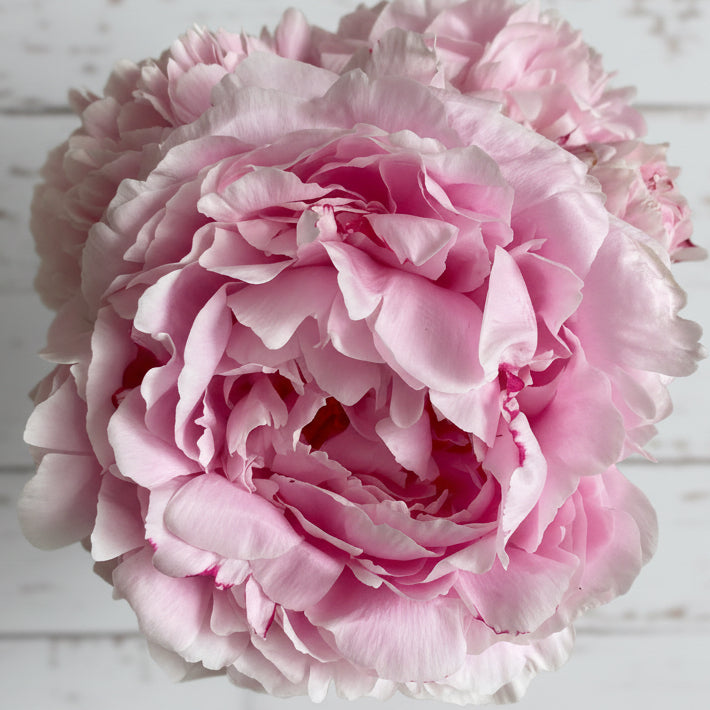 ‘Sarah Bernhardt’