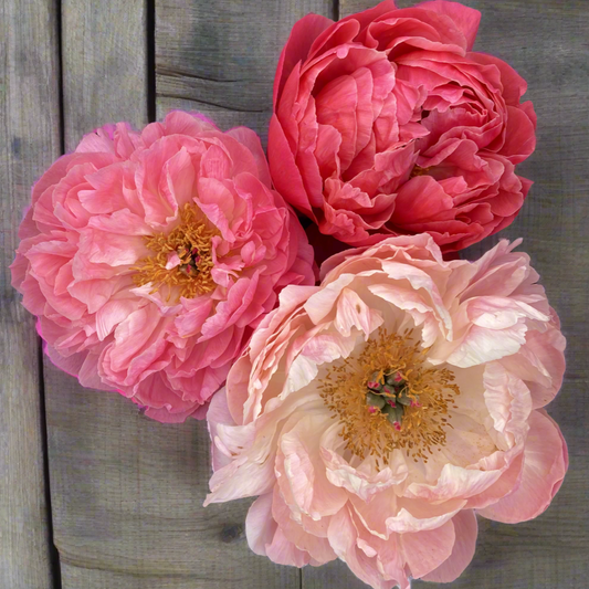 ‘Coral Charm’