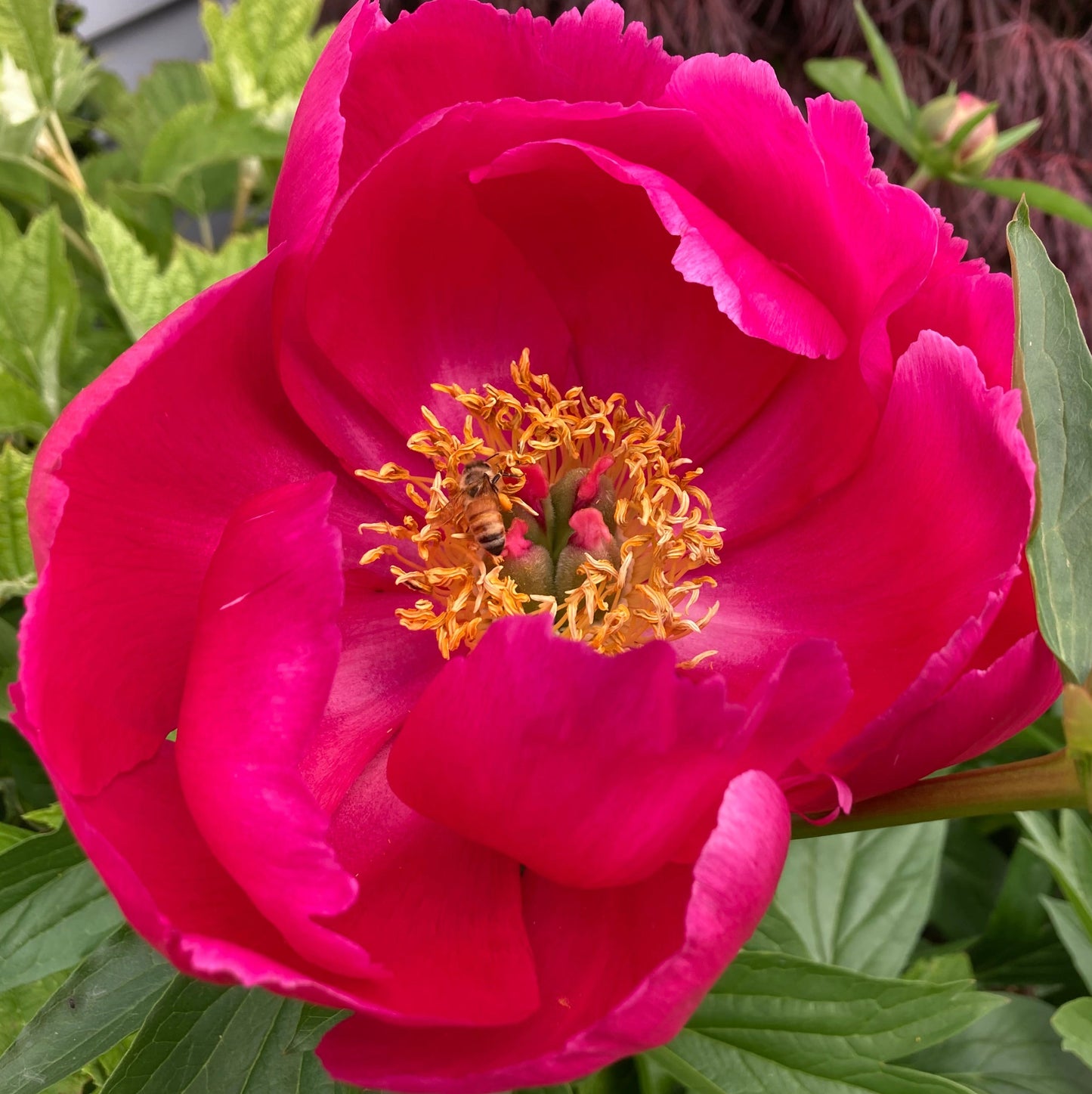 ‘Scarlet O’Hara’