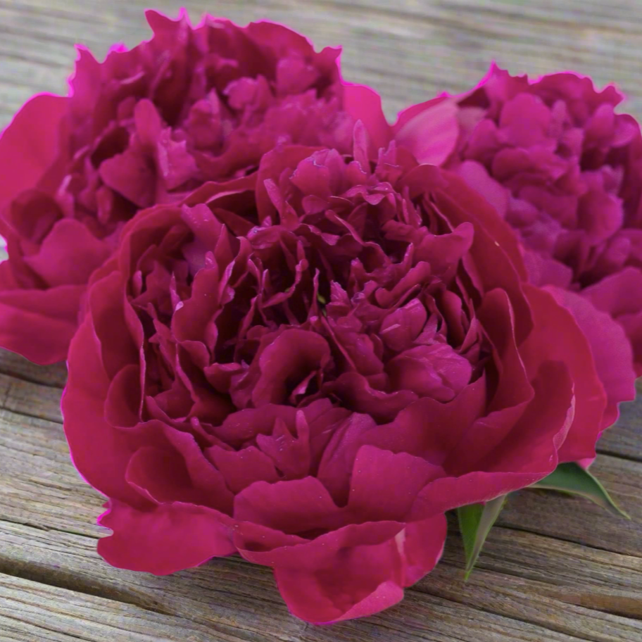 ‘Henry St. Clair’