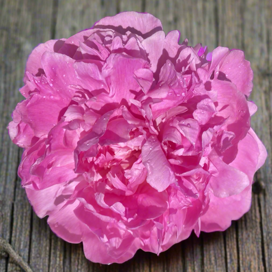 ‘Pink Parfait’