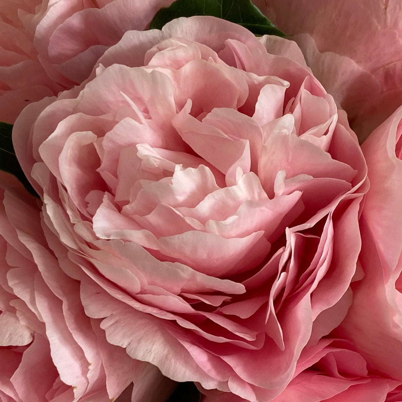 ‘Sweet Sensation’