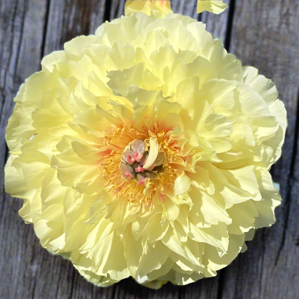 Itoh ‘Garden Treasure’