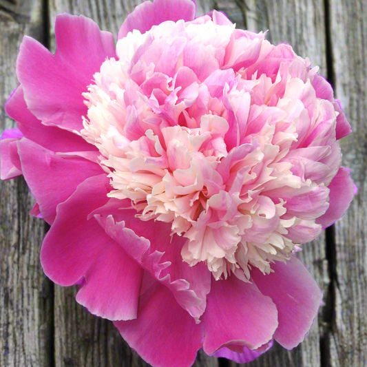 ‘Cora Stubbs’
