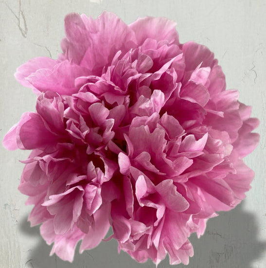 ‘Marietta Sisson’